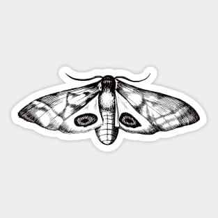 Dramabite Vintage moth illustration Sticker